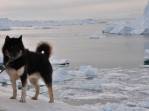 Um Greenland Husky, animal mais popular em Ilulissat, na Groelândia